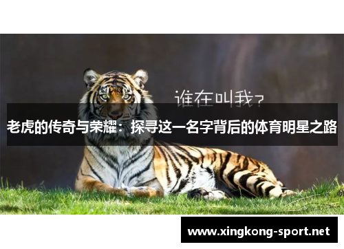 老虎的传奇与荣耀：探寻这一名字背后的体育明星之路